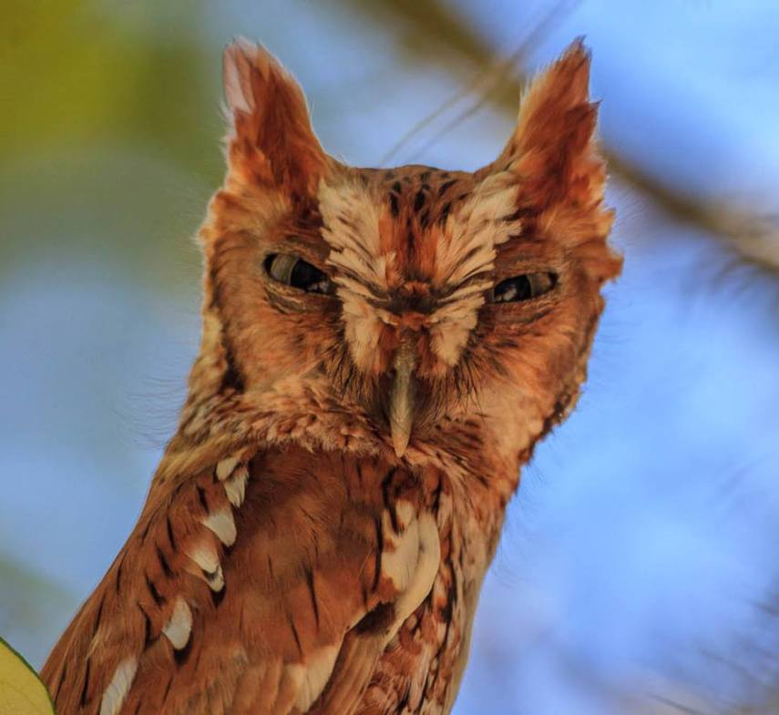 Foto de ave do National Audubon Society