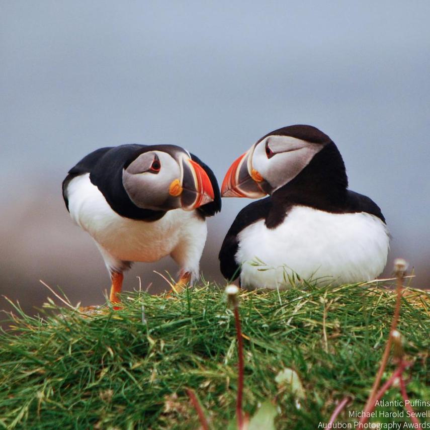 Foto de ave do National Audubon Society