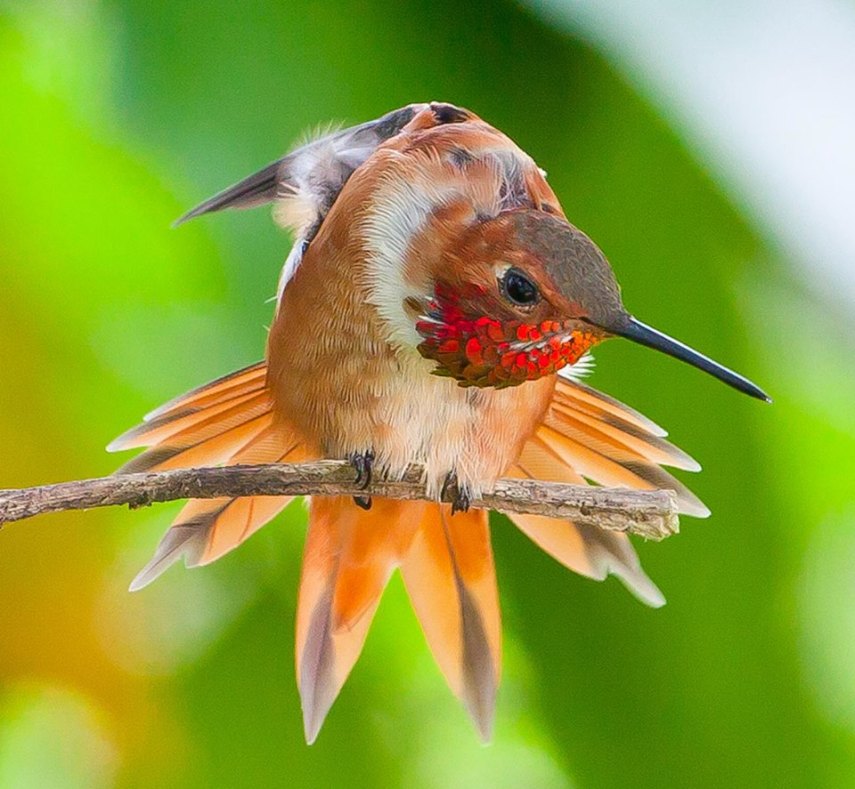 Foto de ave do National Audubon Society