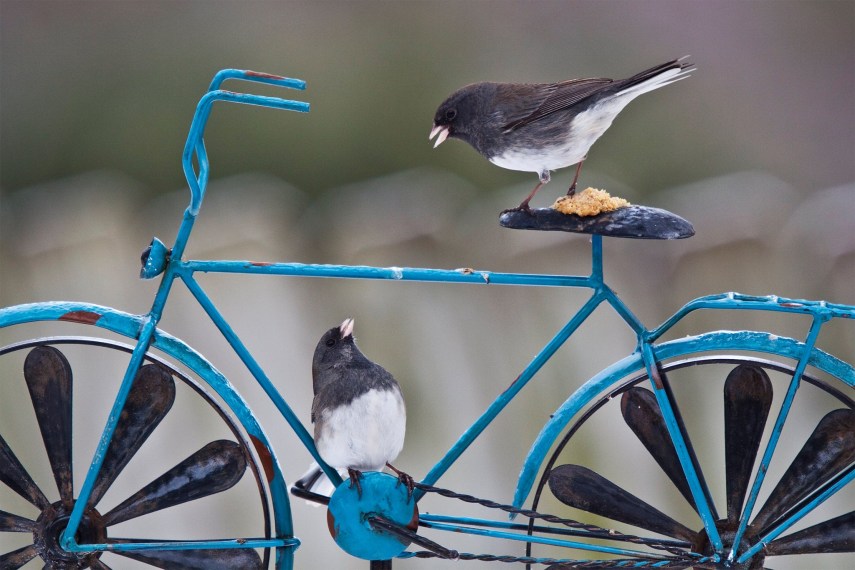 Foto de ave do National Audubon Society