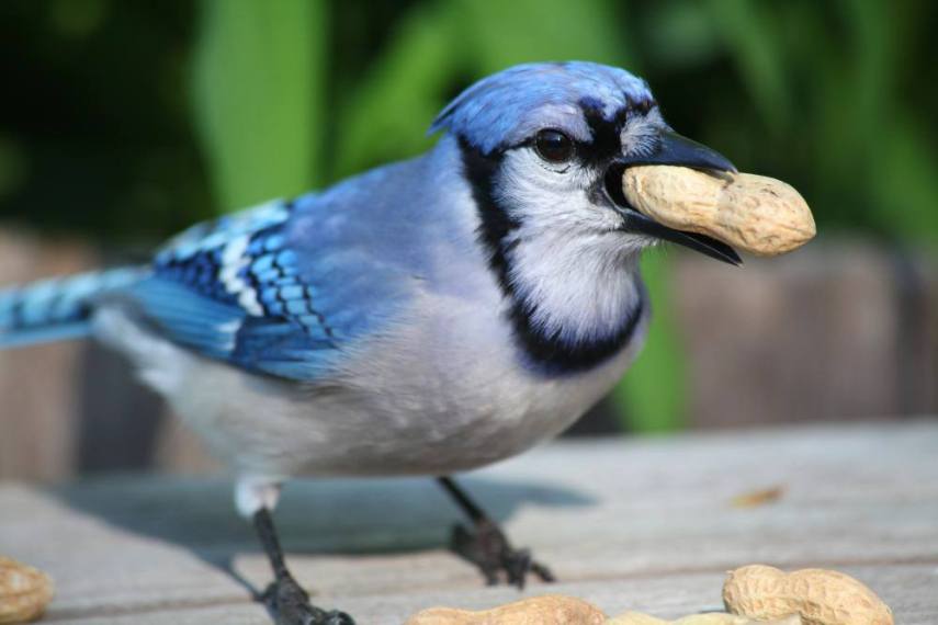 Foto de ave do National Audubon Society