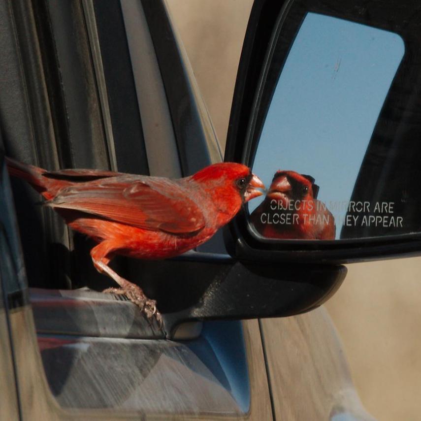Foto de ave do National Audubon Society