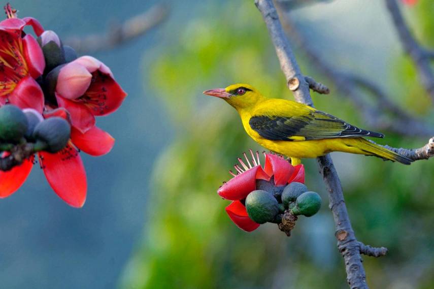 Foto de ave do National Audubon Society