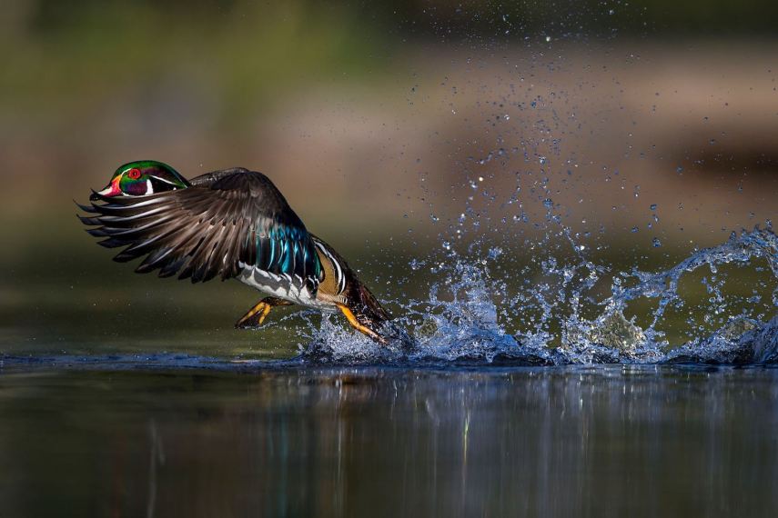 Foto de ave do National Audubon Society