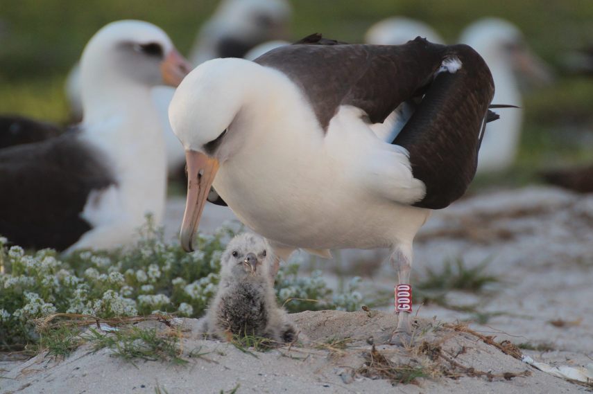 Foto de ave do National Audubon Society