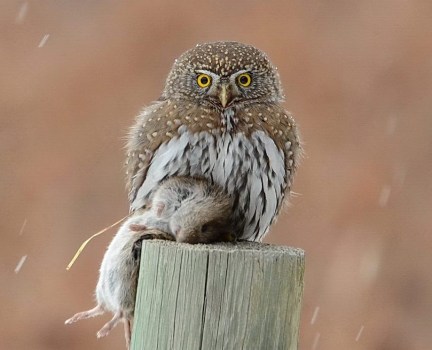 Foto de ave do National Audubon Society