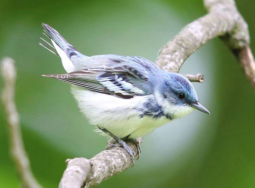 Foto de ave do National Audubon Society
