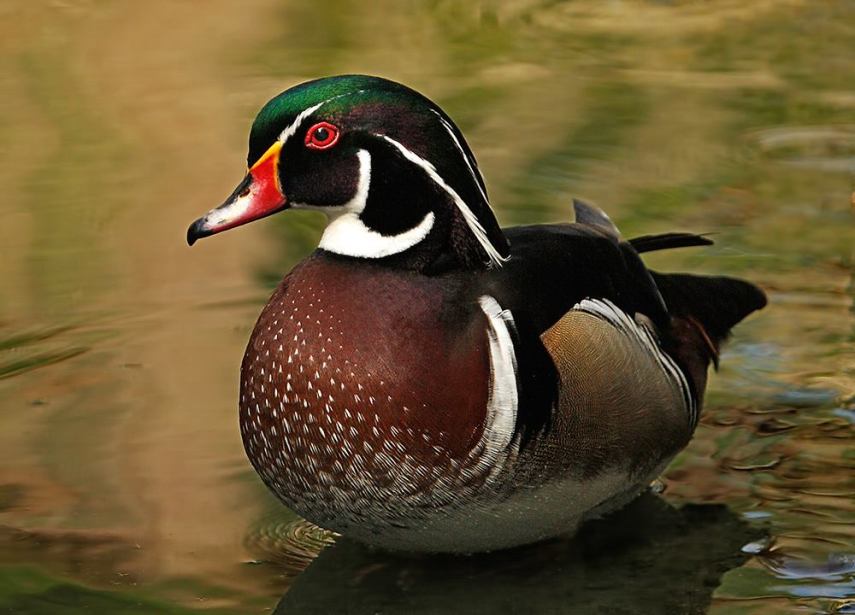 Foto de ave do National Audubon Society
