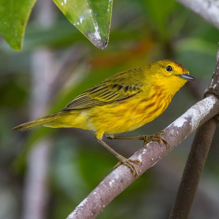 Foto de ave do National Audubon Society