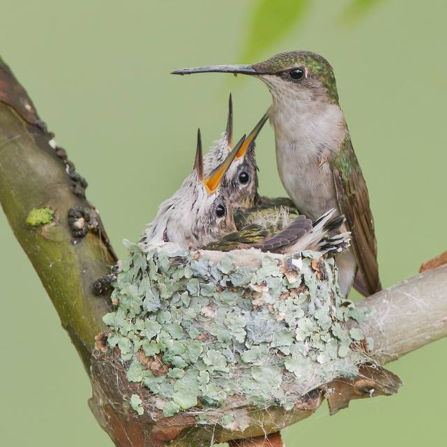 Foto de ave do National Audubon Society
