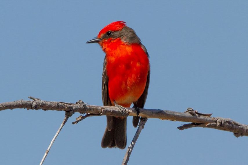 Foto de ave do National Audubon Society