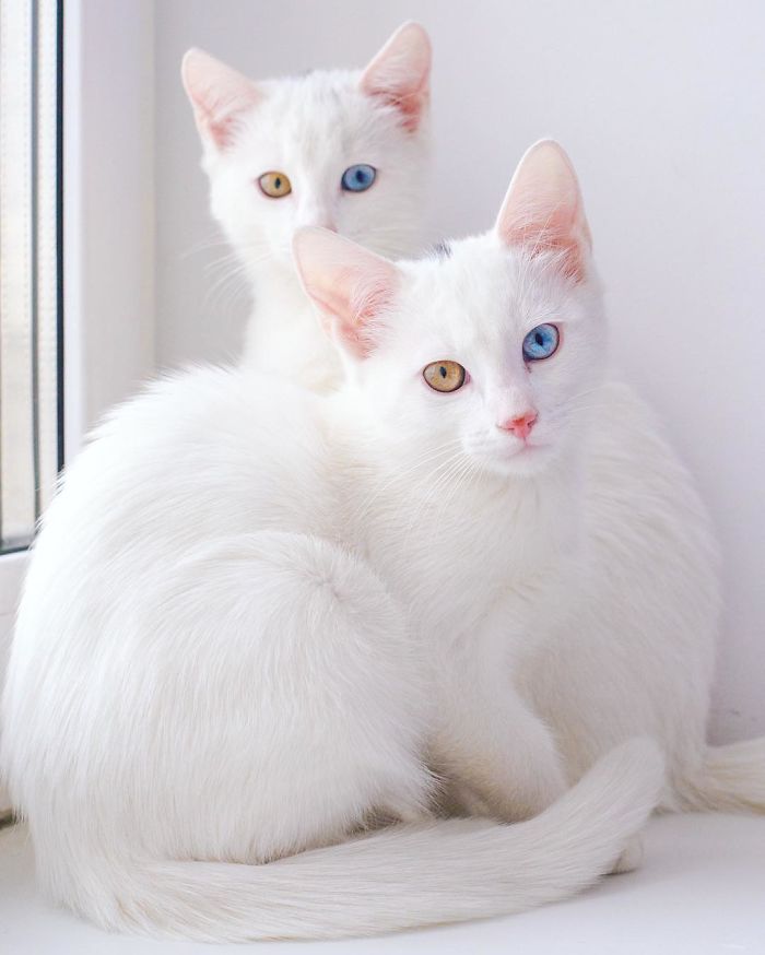 Esses gêmeos nasceram com heterocromia, uma anomalia que muda a cor dos olhos. Isso só os torna ainda mais perfeitinhos, fala sério! O instagram dos gatos russos já conta com quase 50 milhões de seguidores. Não é para menos!