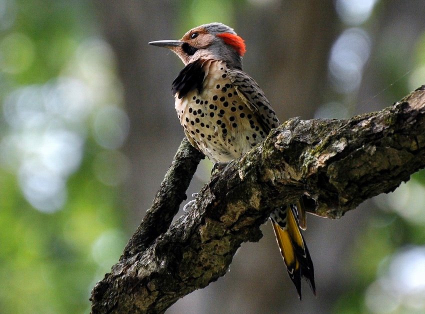 Foto de ave do National Audubon Society