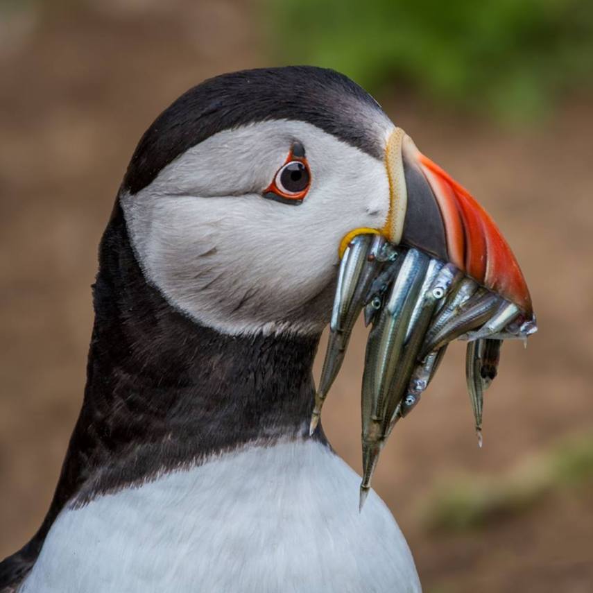 Foto de ave do National Audubon Society