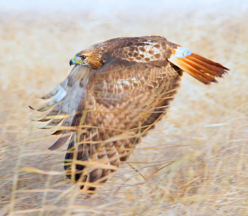 Foto de ave do National Audubon Society