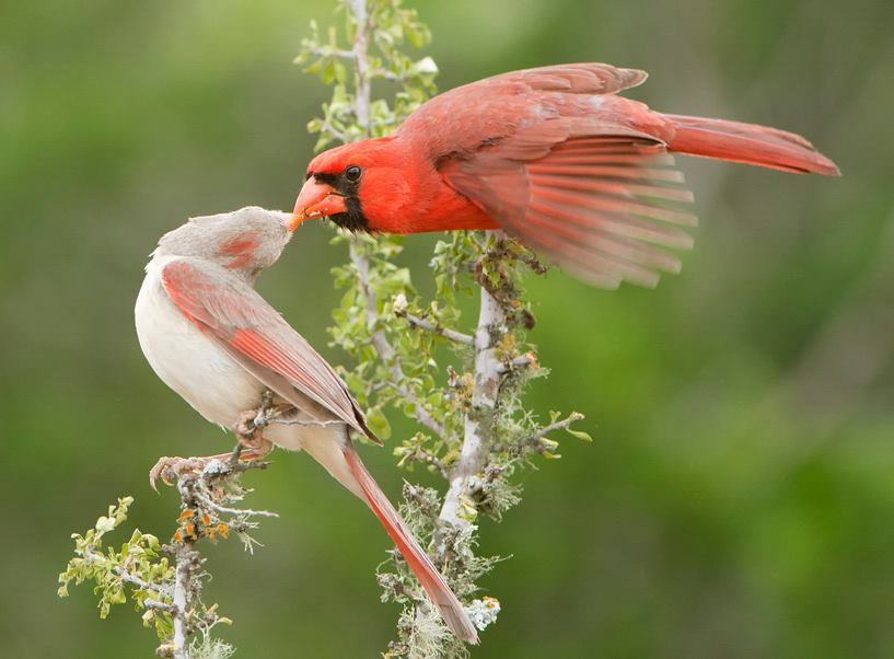 Foto de ave do National Audubon Society