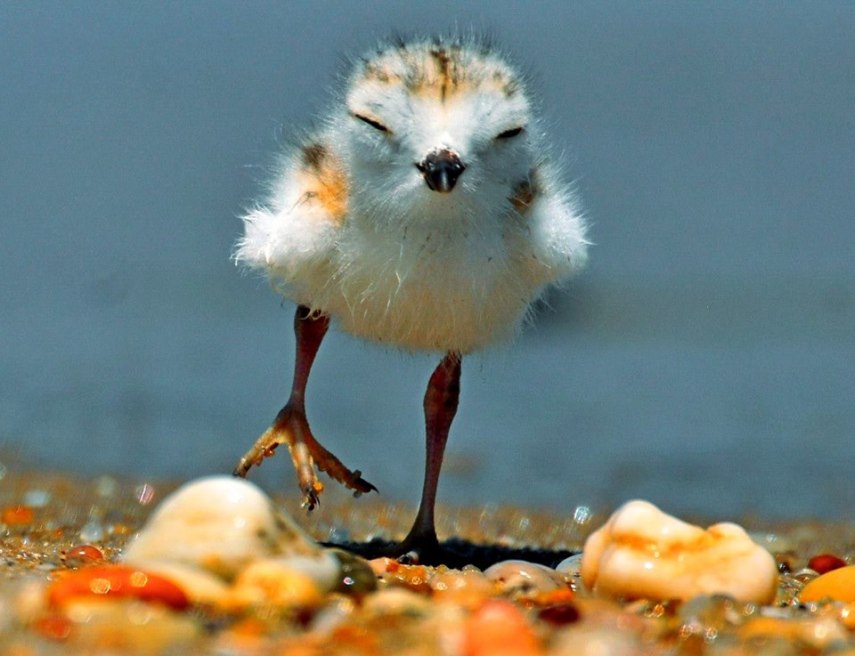 Foto de ave do National Audubon Society