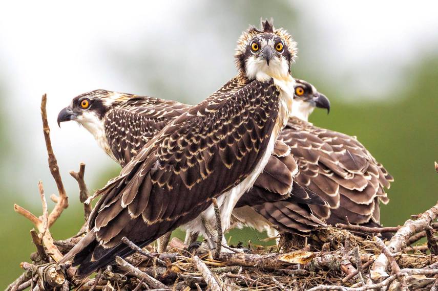 Foto de ave do National Audubon Society