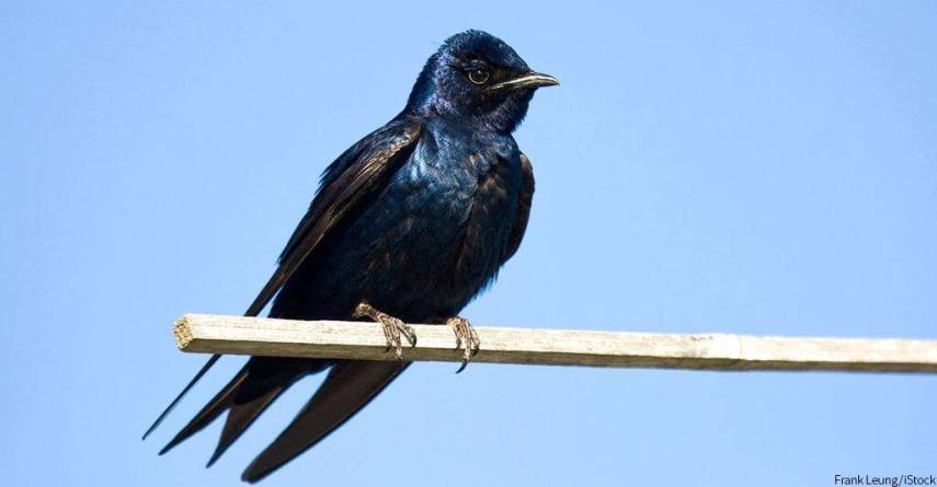 Foto de ave do National Audubon Society