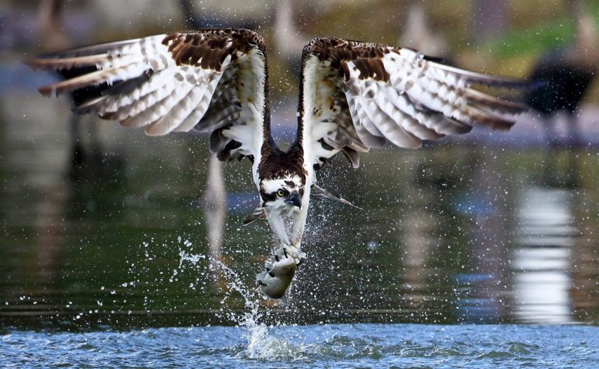 Foto de ave do National Audubon Society