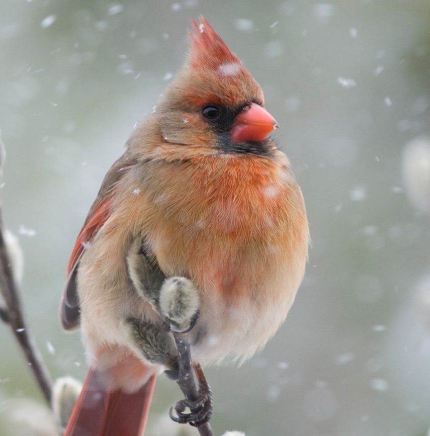 Foto de ave do National Audubon Society
