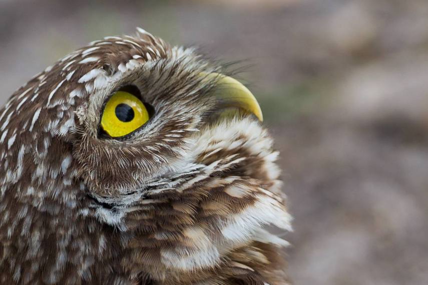 Foto de ave do National Audubon Society