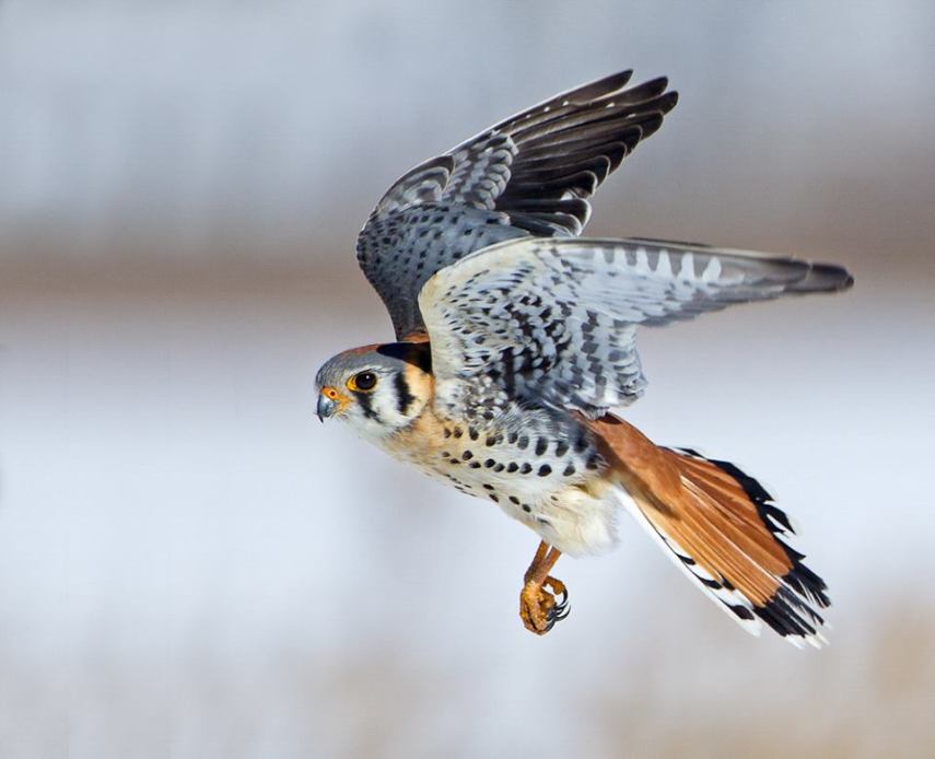 Foto de ave do National Audubon Society