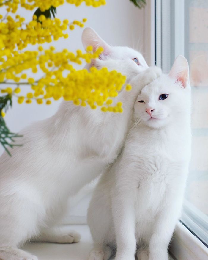 Esses gêmeos nasceram com heterocromia, uma anomalia que muda a cor dos olhos. Isso só os torna ainda mais perfeitinhos, fala sério! O instagram dos gatos russos já conta com quase 50 milhões de seguidores. Não é para menos!