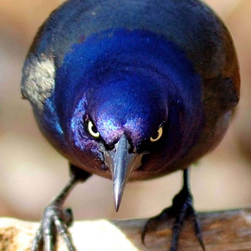 Foto de ave do National Audubon Society