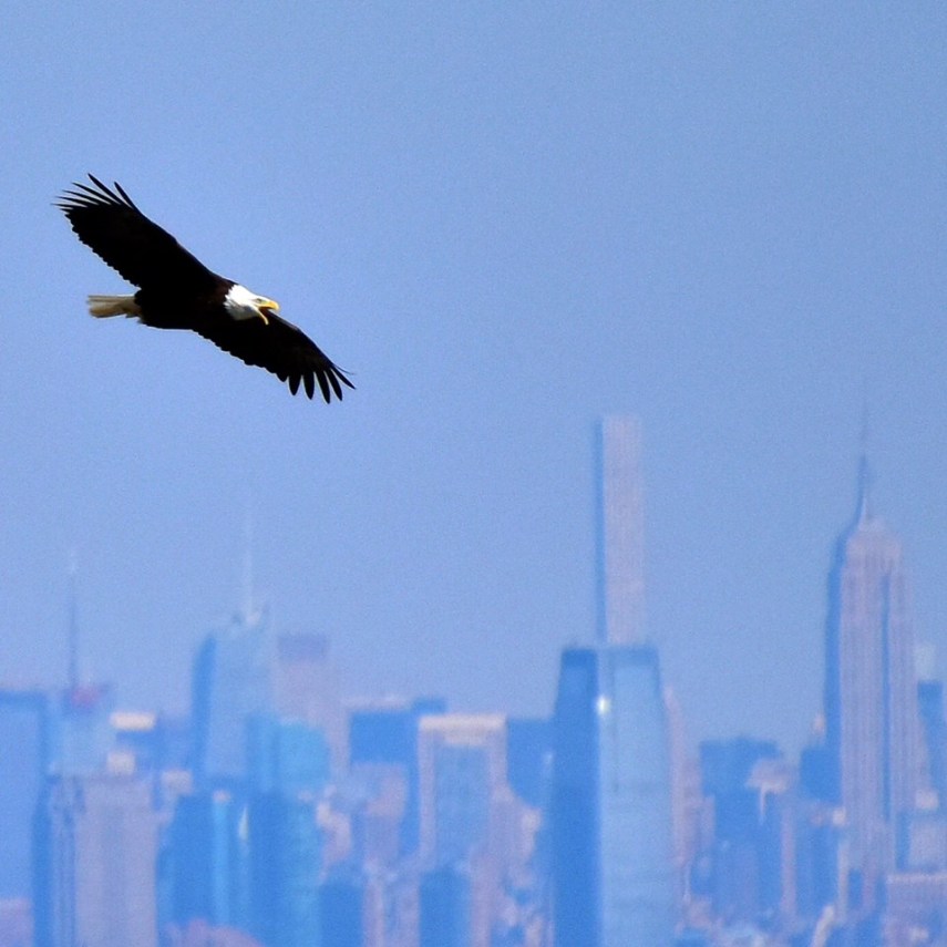 Foto de ave do National Audubon Society