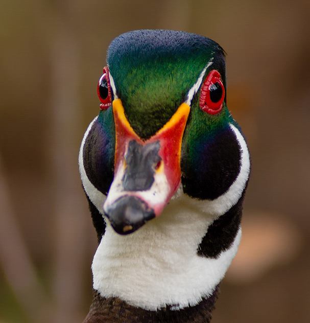 Foto de ave do National Audubon Society
