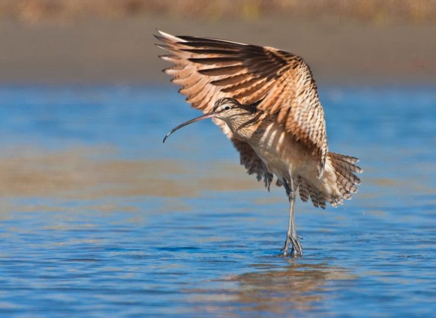 Foto de ave do National Audubon Society