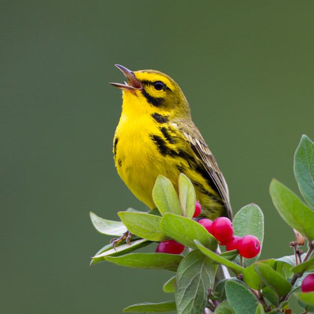 Foto de ave do National Audubon Society