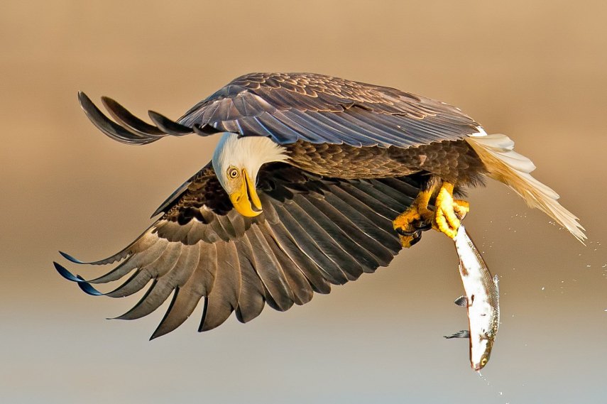 Foto de ave do National Audubon Society