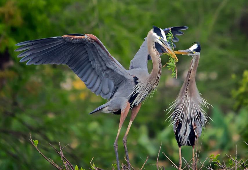 Foto de ave do National Audubon Society