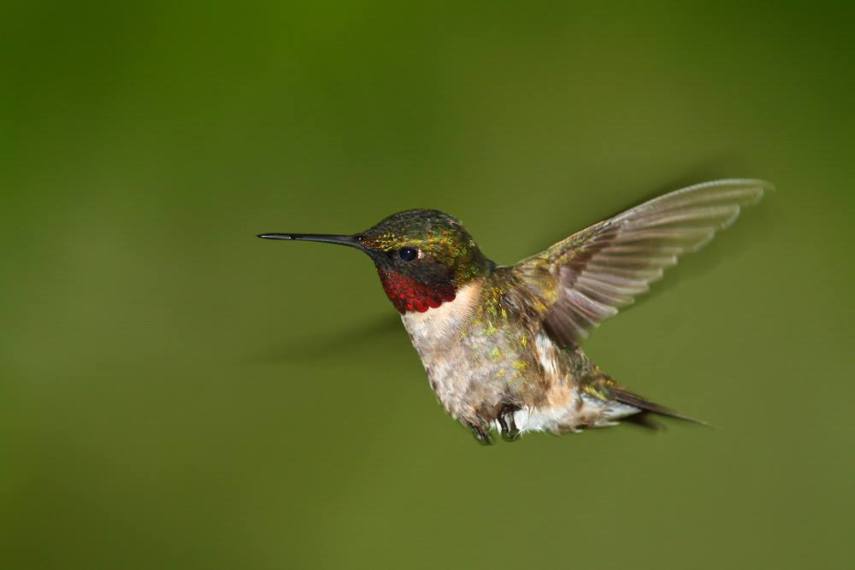Foto de ave do National Audubon Society
