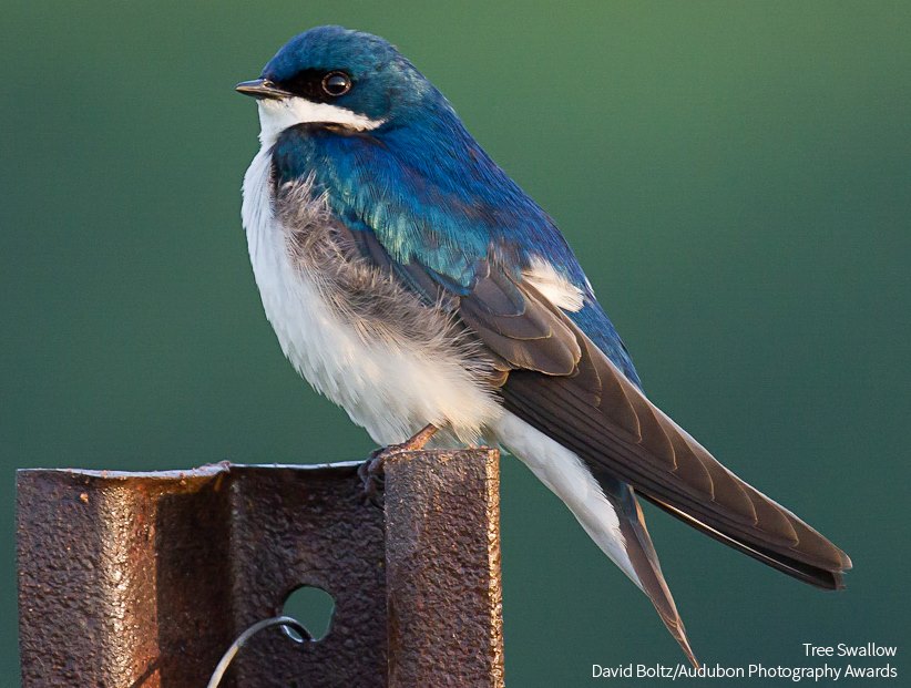 Foto de ave do National Audubon Society