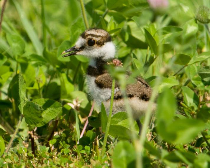 Foto de ave do National Audubon Society