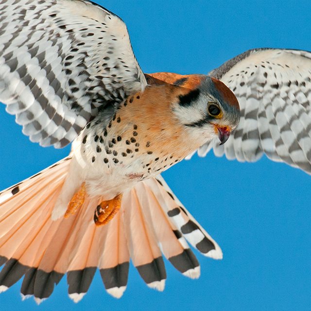 Foto de ave do National Audubon Society