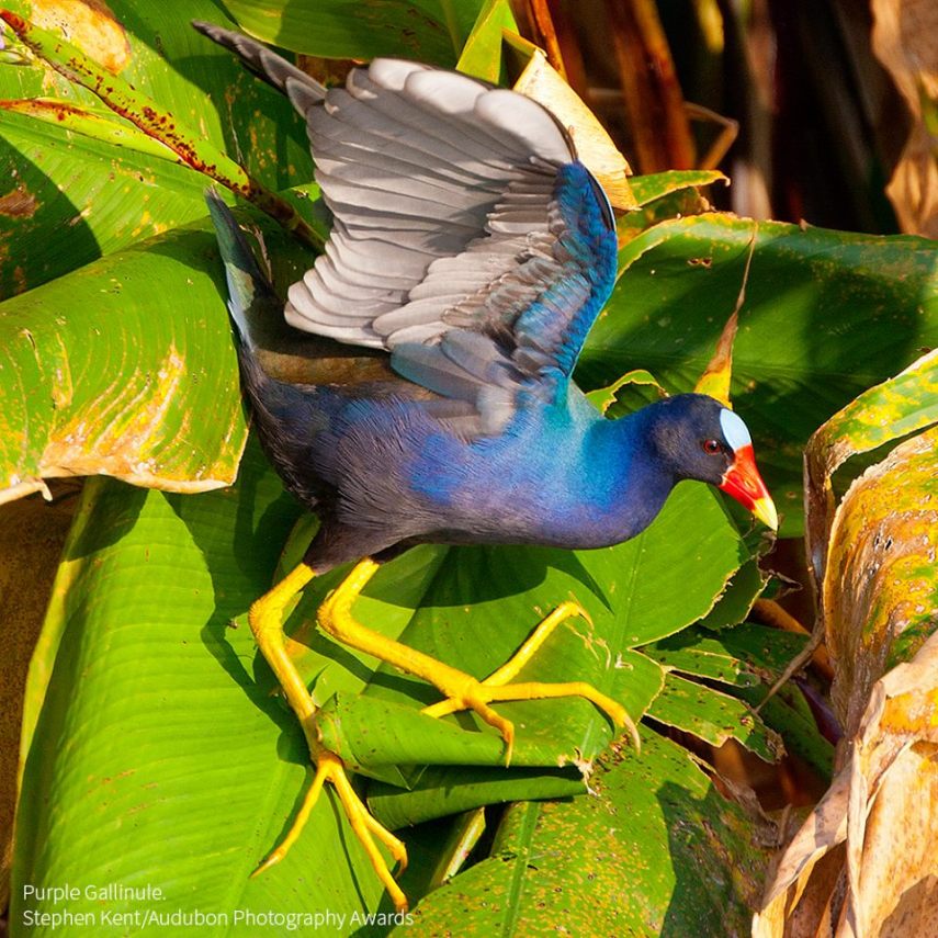 Foto de ave do National Audubon Society