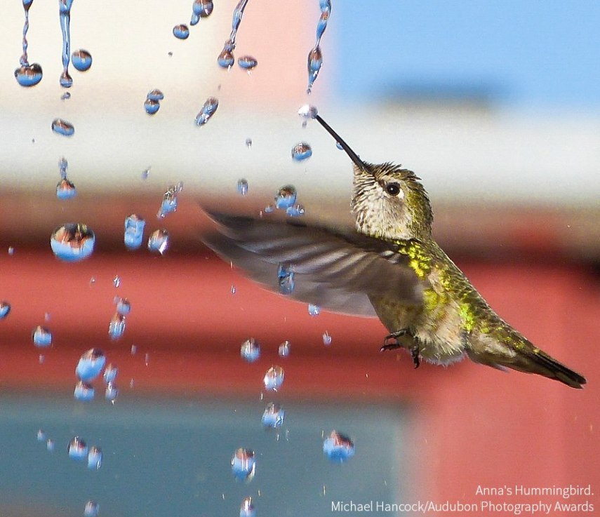 Foto de ave do National Audubon Society