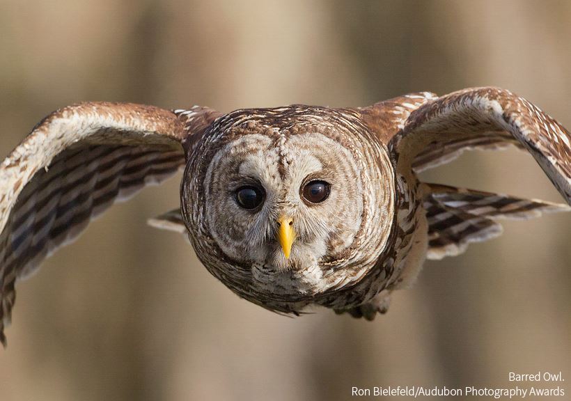 Foto de ave do National Audubon Society