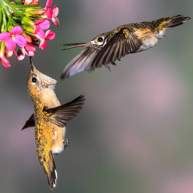 Foto de ave do National Audubon Society