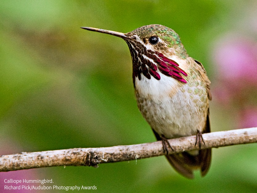 Foto de ave do National Audubon Society