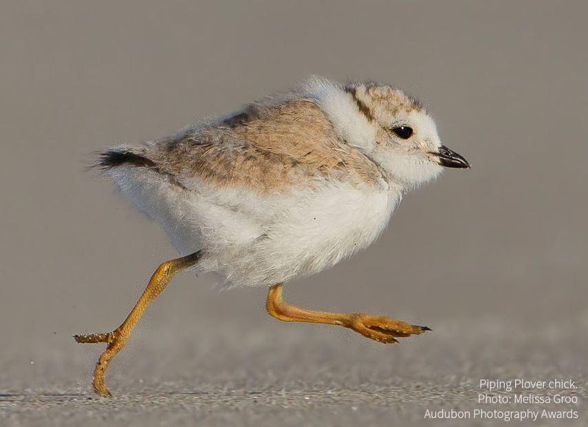 Foto de ave do National Audubon Society