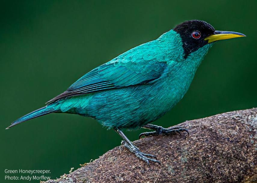 Foto de ave do National Audubon Society