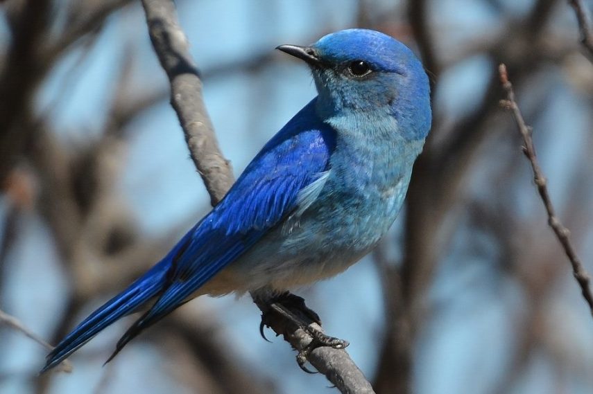 Foto de ave do National Audubon Society