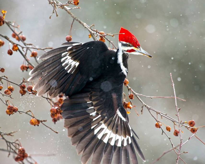 Foto de ave do National Audubon Society