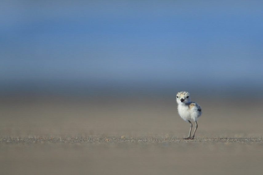 Foto de ave do National Audubon Society