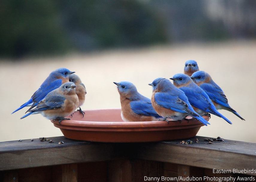 Foto de ave do National Audubon Society